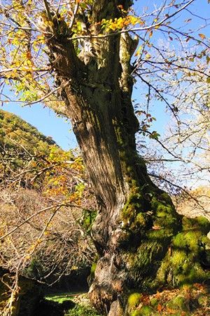 Maderas Soto árbol